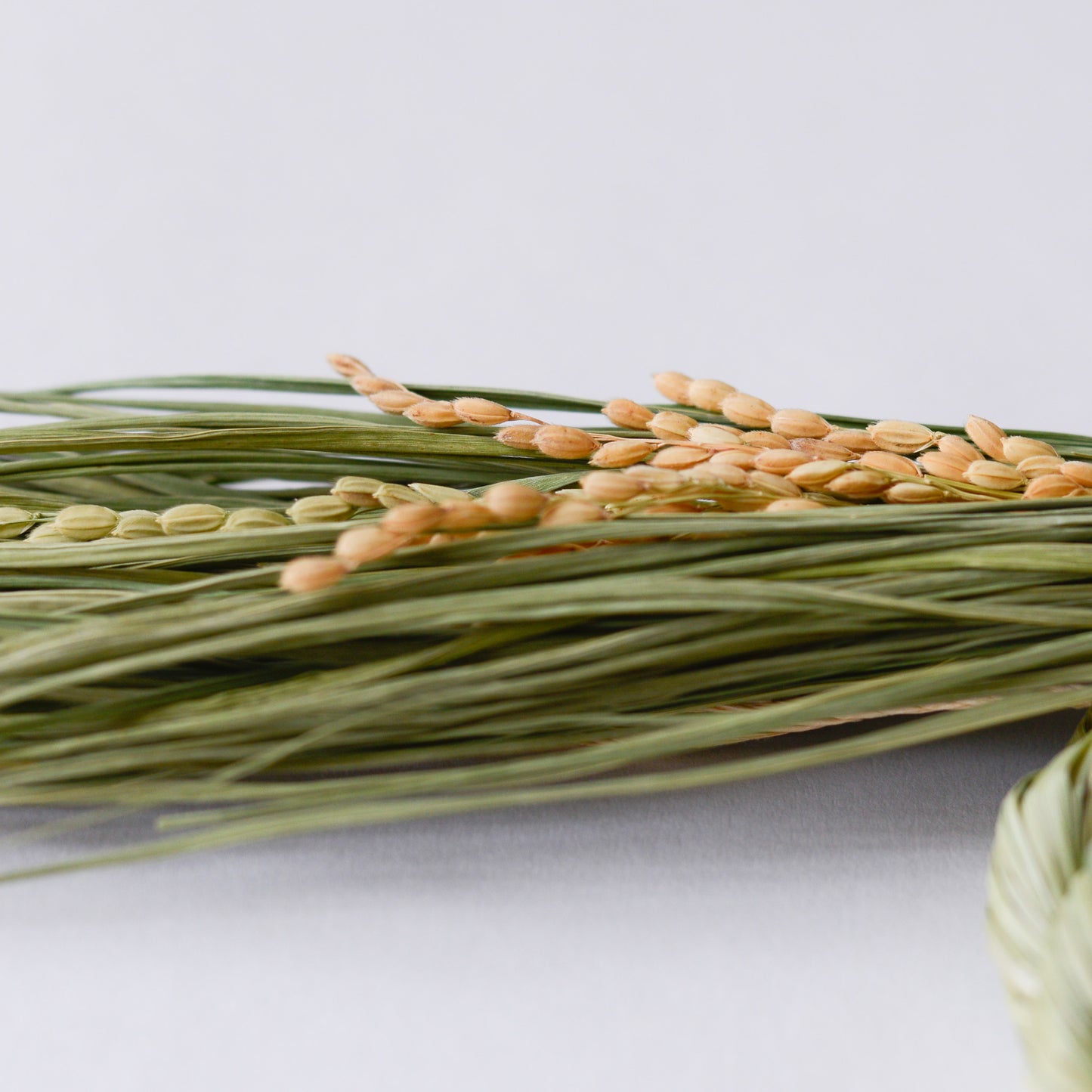 Straw rice ear decoration with roots, L size